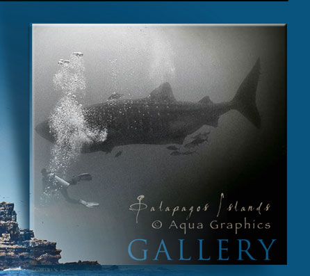 • Aqua Graphics Marine Conservation Photography.. Underwater Photo Web Design Services. 